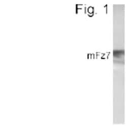 Invitrogen FZD7 Polyclonal Antibody 100 &mu;g; Unconjugated:Antibodies,