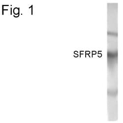 SFRP5 Polyclonal Antibody:Antibodies, Polyclonal