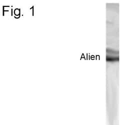 TRIP15 Polyclonal Antibody 100 &mu;g | Buy Online | Thermo Scientific | Fisher Scientific
