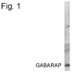 Invitrogen GABARAP Polyclonal Antibody 100 &mu;g | Buy Online | Invitrogen&trade; | Fisher Scientific