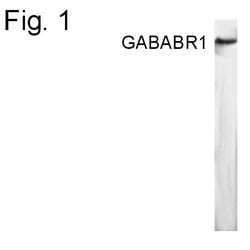 Invitrogen GABARAP Polyclonal Antibody 100 &mu;g; Unconjugated:Antibodies,