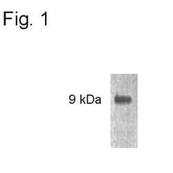 Invitrogen p8 Polyclonal Antibody 100 &mu;g; Unconjugated:Antibodies, Polyclonal