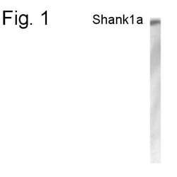 Invitrogen SHANK1 Polyclonal Antibody 100 &mu;g; Unconjugated:Antibodies,