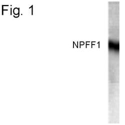 Invitrogen NPFF1 Polyclonal Antibody 100 &mu;g; Unconjugated:Antibodies,