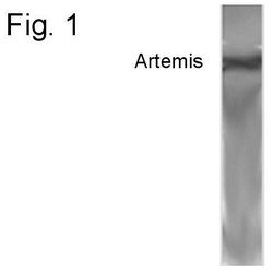 Invitrogen Artemis Polyclonal Antibody 100 &mu;g; Unconjugated:Antibodies,