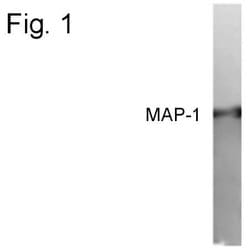 Invitrogen MAP1 Polyclonal Antibody 100 &mu;g; Unconjugated:Antibodies,