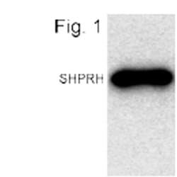Invitrogen CENPI Polyclonal Antibody 100 &mu;g; Unconjugated:Antibodies,