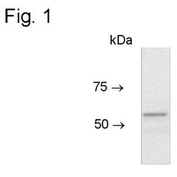 Invitrogen CRG-L2 Polyclonal Antibody 100 &mu;g; Unconjugated:Antibodies,