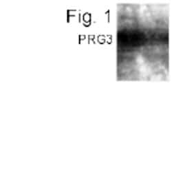 Invitrogen&trade;&nbsp;AMID Polyclonal Antibody