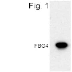 Invitrogen FBG4 Polyclonal Antibody 100 &mu;g | Buy Online | Invitrogen&trade; | Fisher Scientific