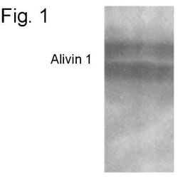 Invitrogen Alivin 1 Polyclonal Antibody 100 &mu;g; Unconjugated:Antibodies,