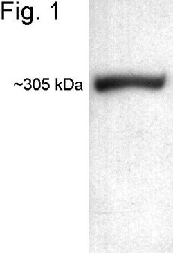 Invitrogen ATR Polyclonal Antibody 100 &mu;L; Unconjugated:Antibodies,