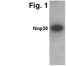 Invitrogen ARC Polyclonal Antibody 100 &mu;g; Unconjugated:Antibodies,