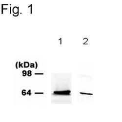 Invitrogen PINK1 Polyclonal Antibody 100 &mu;g; Unconjugated:Antibodies,