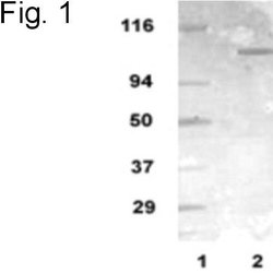 Invitrogen mGluR1 Polyclonal Antibody 100 &mu;g; Unconjugated:Antibodies,