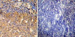 Invitrogen Glucocorticoid Receptor Polyclonal Antibody 50 &mu;g; Unconjugated:Antibodies,