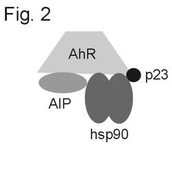 Invitrogen AIP Polyclonal Antibody 100 &mu;g; Unconjugated:Antibodies,
