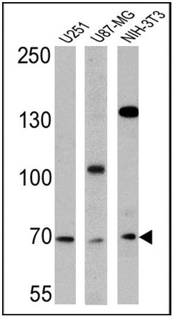 Invitrogen BMAL1 Polyclonal Antibody 200 &mu;L; Unconjugated:Antibodies,