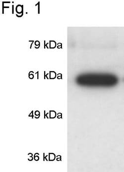 Invitrogen CaMKIV Polyclonal Antibody 100 &mu;g; Unconjugated:Antibodies,