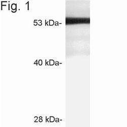 Invitrogen STARD3 Polyclonal Antibody 100 &mu;g; Unconjugated:Antibodies,