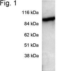 Invitrogen PDE6A Polyclonal Antibody 100 &mu;g; Unconjugated:Antibodies,