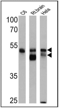 Invitrogen beta-Arrestin 1,2 Polyclonal Antibody 200 &mu;g; Unconjugated:Antibodies,