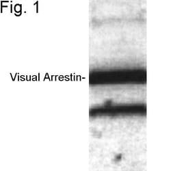 Invitrogen S-arrestin Polyclonal Antibody 200 &mu;g; Unconjugated:Antibodies,