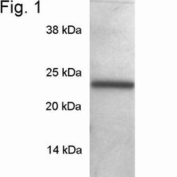 Invitrogen SNAP23 Polyclonal Antibody 100 &mu;g; Unconjugated:Antibodies,