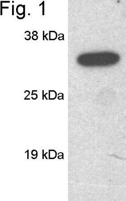 Invitrogen SCAMP1 Polyclonal Antibody 100 &mu;g; Unconjugated:Antibodies,