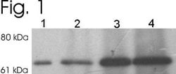Invitrogen MUNC18 Polyclonal Antibody 100 &mu;g; Unconjugated:Antibodies,