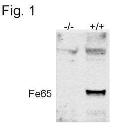 Invitrogen Fe65 Polyclonal Antibody 100 &mu;g; Unconjugated:Antibodies,