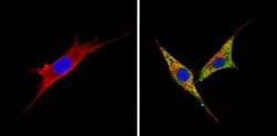 Invitrogen™ BACE2 Polyclonal Antibody