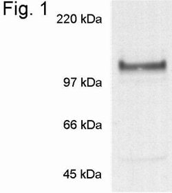 Nicastrin Polyclonal Antibody, Invitrogen 100 &mu;g; Unconjugated:Antibodies,