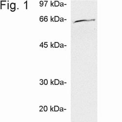 Invitrogen Ubiquilin 1 Polyclonal Antibody 100 &mu;g; Unconjugated:Antibodies,