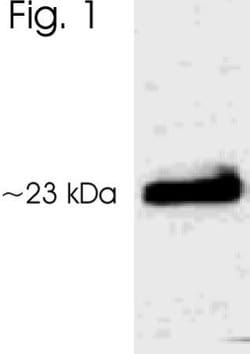 Invitrogen Phospho-AANAT (Thr29) Polyclonal Antibody 50 &mu;g; Unconjugated:Antibodies,