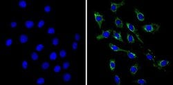 Invitrogen VAMP3 Polyclonal Antibody 100 &mu;g; Unconjugated:Antibodies,