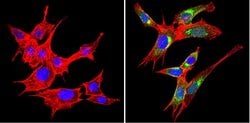 Invitrogen VAMP3 Polyclonal Antibody 100 &mu;g; Unconjugated:Antibodies,