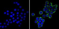 Invitrogen VAMP3 Polyclonal Antibody 100 &mu;g; Unconjugated:Antibodies,