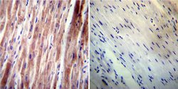 Invitrogen VAMP4 Polyclonal Antibody 100 &mu;g; Unconjugated:Antibodies,