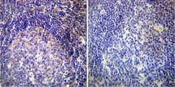 Invitrogen VAMP4 Polyclonal Antibody 100 &mu;g; Unconjugated:Antibodies,