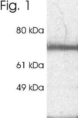 Invitrogen RPH3A Polyclonal Antibody 100 &mu;g; Unconjugated:Antibodies,