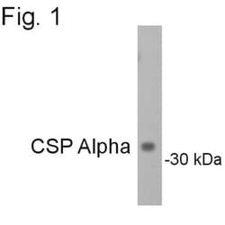 Invitrogen CSP alpha Polyclonal Antibody 100 &mu;g; Unconjugated:Antibodies,