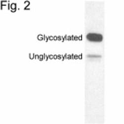Invitrogen Opsin 4 Polyclonal Antibody 100 &mu;g | Buy Online | Invitrogen&trade; | Fisher Scientific