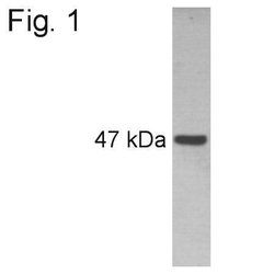 Invitrogen PAX6 Polyclonal Antibody 100 &mu;g; Unconjugated:Antibodies,