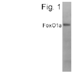 Invitrogen FOXO1 Polyclonal Antibody 100 &mu;g; Unconjugated:Antibodies,
