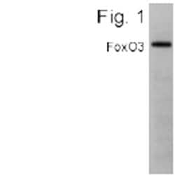 Invitrogen FOXO3A Polyclonal Antibody 100 &mu;g; Unconjugated:Antibodies,