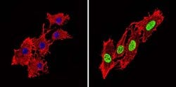 Invitrogen Phospho-PPAR alpha (Ser12) Polyclonal Antibody 100 &mu;g; Unconjugated:Antibodies,