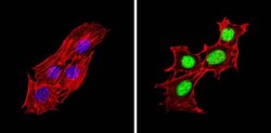 Invitrogen Phospho-PPAR alpha (Ser12) Polyclonal Antibody 100 &mu;g; Unconjugated:Antibodies,