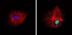 Invitrogen Phospho-PPAR alpha (Ser12) Polyclonal Antibody 100 &mu;g; Unconjugated:Antibodies,