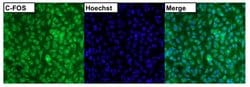 Invitrogen c-Fos Polyclonal Antibody 200 &mu;g; Unconjugated:Antibodies,